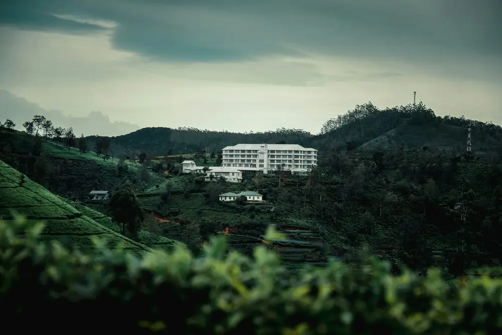 Tea Factory Visit